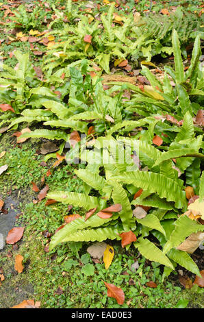 Der Hart-Zunge Farn (Asplenium scolopendrium Phyllitis scolopendrium) syn. Stockfoto