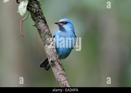 Blaue Dacnis, Dacnis Cayana, Männlich Stockfoto