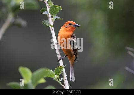 Flamme-farbige Voegel, Piranga Bidentata, Männlich Stockfoto