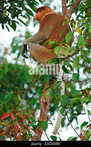 Nasenaffe (Nasalis Larvatus), Männlich, Tanjung Puting Nationalpark, Zentral-Kalimantan, Borneo, Indonesien Stockfoto