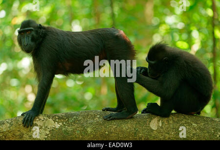 Zwei Celebes Crested Makaken (Macaca Nigra), Pflege, Tangkoko Nationalpark, Sulawesi, Indonesien Stockfoto