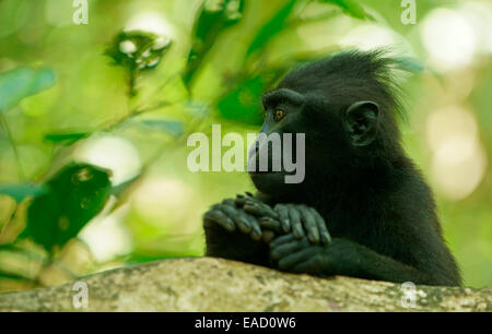 Celebes Crested Macaque (Macaca Nigra), Tangkoko Nationalpark, Sulawesi, Indonesien Stockfoto