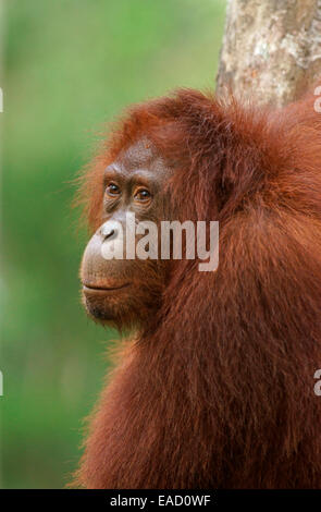 Bornean Orang-Utans (Pongo Pygmaeus), Tanjung Puting Nationalpark, Zentral-Kalimantan, Borneo, Indonesien Stockfoto