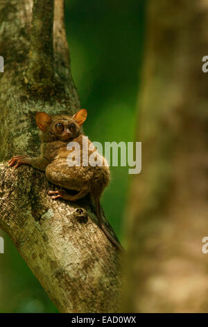 Spektrale Koboldmaki (Tarsius Spectrum, Tarsius Tarsier), Tangkoko Nationalpark, Sulawesi, Indonesien Stockfoto