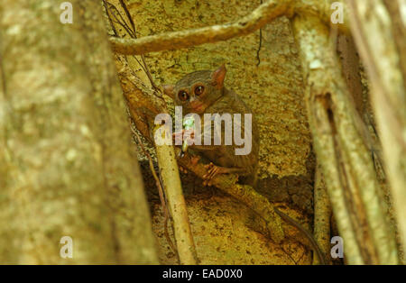 Spektrale Koboldmaki (Tarsius Spectrum, Tarsius Tarsier), Tangkoko Nationalpark, Sulawesi, Indonesien Stockfoto