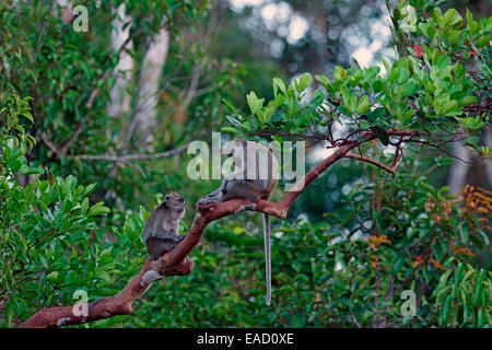 Zwei Krabben essen Makaken (Macaca Fascicularis), Tanjung Puting Nationalpark, Zentral-Kalimantan, Borneo, Indonesien Stockfoto