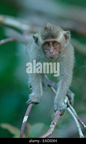 Krabbe-Essen Makaken (Macaca Fascicularis), junge, Nationalpark Tanjung Puting, Zentral-Kalimantan, Borneo, Indonesien Stockfoto