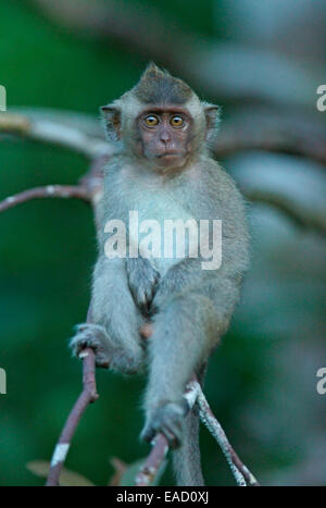 Krabbe-Essen Makaken (Macaca Fascicularis), junge, Nationalpark Tanjung Puting, Zentral-Kalimantan, Borneo, Indonesien Stockfoto