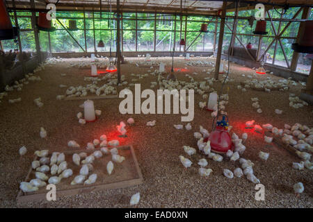 Küken auf einer Geflügelfarm, Denis Island, Seychellen Stockfoto