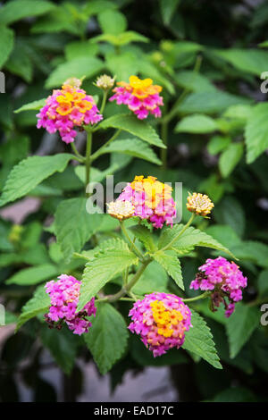 Lantana Camara, auch bekannt als großer Salbei (Malaysia), wilder Salbei, roter Salbei, weißer Salbei (Karibik) und Tickberry (Südafrika). Stockfoto