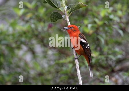 Flamme-farbige Voegel, Piranga Bidentata, Männlich Stockfoto