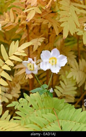 Grape-leaf Anemone (Anemone tomentosa) und Royal fern (Osmunda regalis) Stockfoto