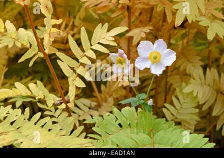 Grape-leaf Anemone (Anemone tomentosa) und Royal fern (Osmunda regalis) Stockfoto