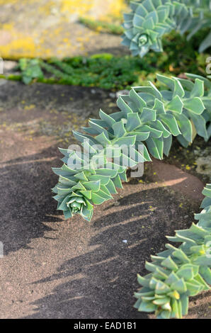 Blau - Wolfsmilch (Euphorbia myrsinites) Stockfoto