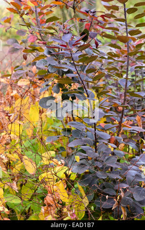 Eurasischen Smoke Tree (cotinus coggygria 'royal Purple') Stockfoto