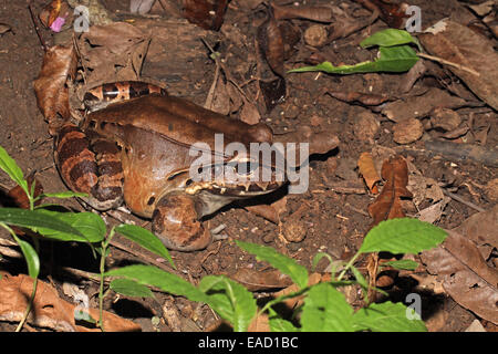 Savages Thin-toed Frosch, Leptodactylus savegei Stockfoto