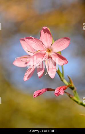 River Lily (hesperantha coccinea 'Rosea' syn. schizostylis coccinea 'Rosea') Stockfoto