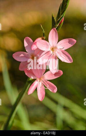 River Lily (hesperantha coccinea 'Rosea' syn. schizostylis coccinea 'Rosea') Stockfoto