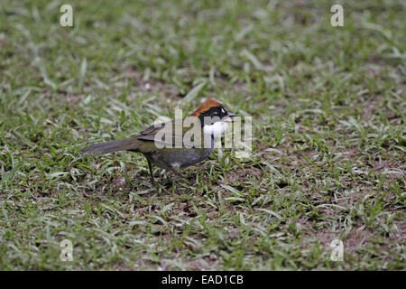 Kastanien-capped Pinsel-Fink, Arremon, brunneinucha Stockfoto