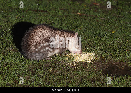 Tiefland Paca, Cuniculus Paca, Fütterung in der Nacht auf Mais Stockfoto