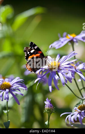 Roter Admiral Schmetterling auf Aster Frikartii "Monch" Stockfoto