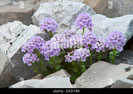 Runde-leaved Penny-Kresse (Thlaspi Rotundifolium), Karwendelgebirge, Tirol, Österreich Stockfoto