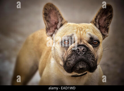 Französische Bulldogge Stockfoto