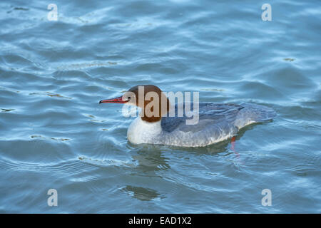 Gänsesäger oder gemeinsamen Prototyp (Mergus Prototyp), Weiblich, auf dem Wasser, Schweiz Stockfoto