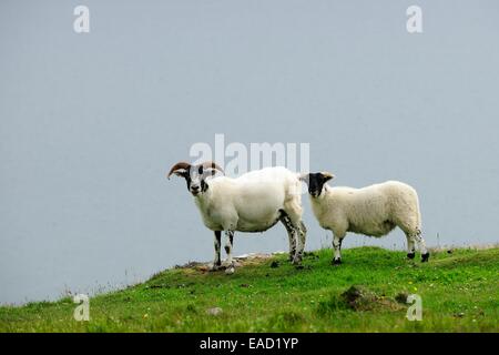 Zwei Schafe auf einer Weide, Scottish Blackface (Ovis Orientalis Aries), Schottland, Vereinigtes Königreich Stockfoto