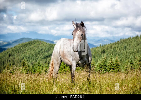 Graue Wildpferd in Karpaten. Stockfoto