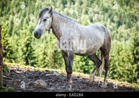 Graues Pferd in Karpaten. Stockfoto