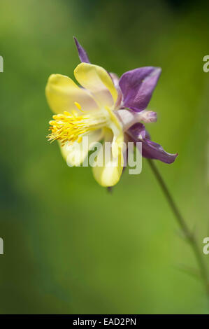 Akeleien, Akelei, Aquilegia Hybrida, gelbe Thema grünen Hintergrund. Stockfoto