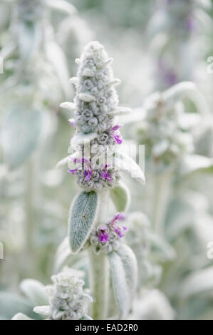 Lämmer Ohren, Niederwendischen Byzantina, weißes Objekt. Stockfoto