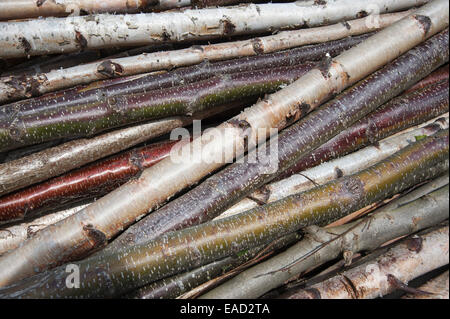 Birke, silberne Birke, Betula Pendel, braun Thema. Stockfoto