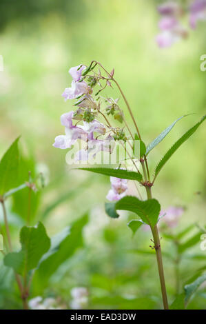 Helm des Polizisten, Impatiens Glandulifera, Mauve Thema, grünen Hintergrund. Stockfoto