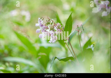 Helm des Polizisten, Impatiens Glandulifera, Mauve Thema, grünen Hintergrund. Stockfoto