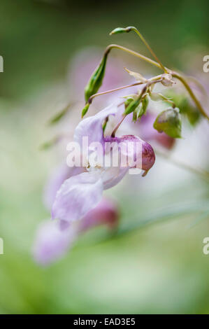 Helm des Polizisten, Impatiens Glandulifera, Mauve Thema, grünen Hintergrund. Stockfoto