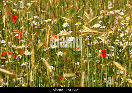 Grainfield mit Roggen (Secale Cereale), Klatschmohn (Papaver Rhoeas) und Kamille (Matricaria Chamomilla), Schleswig-Holstein Stockfoto