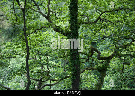 Eiche, Quercus Robur, grünen Hintergrund. Stockfoto