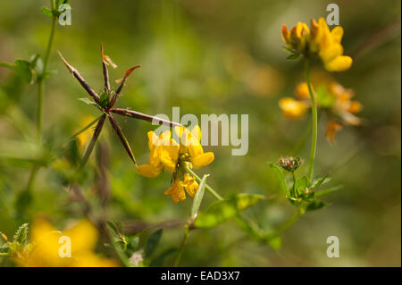 Mehr Vogel Fuß Kleeblatt, Lotus Pedunculatus, gelben Gegenstand, grünen Hintergrund. Stockfoto