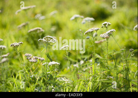 Schafgarbe, Achillea Millefolium, weißes Objekt, grünen Hintergrund. Stockfoto
