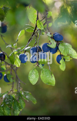 Pflaumenmus Pflaume, Prunus Domestica L. Subspecies Insititia, blaue Thema. Stockfoto