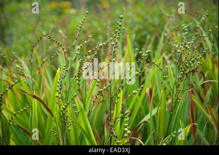 Montbretia, Crocosmia X crocosmiiflora "Honig-Engel", grünen Thema. Stockfoto
