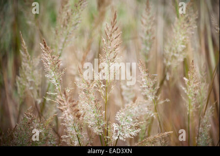 Grass, koreanische Reed-Federgras, Calamagrostis Brachytricha, braun Thema. Stockfoto