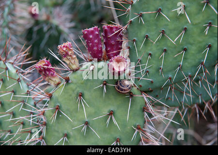 Feigenkaktus, Opuntia Humifusa, lila Thema, grünen Hintergrund. Stockfoto