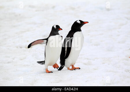 Gentoo Penguins (Pygoscelis Papua) paar, Half Moon Island, Antarktis Stockfoto