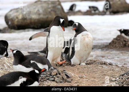 Gentoo Penguins (Pygoscelis Papua), Erwachsene, paar, Nest, Grübeln, Half Moon Island, Antarktis Stockfoto