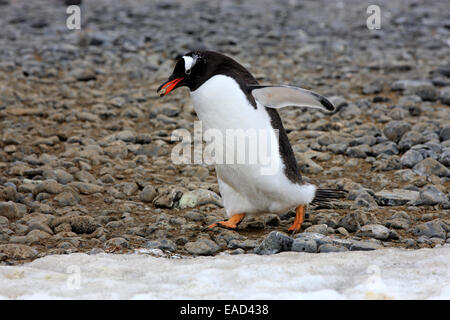 Gentoo Penguins (Pygoscelis Papua), Erwachsene, zu Fuß mit Verschachtelung Material, Half Moon Island, Antarktis Stockfoto