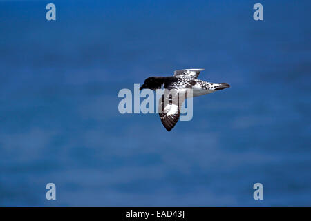 Cape Petrel (Daption Capense), Erwachsene, fliegen, Weddellmeer, Antarktis Stockfoto