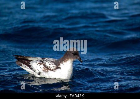 Cape Petrel (Daption Capense), Erwachsene, Weddellmeer, Antarktis Stockfoto